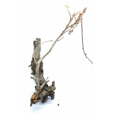 Gałęzie dębu MAŁE 30-40cm rozgałęzione